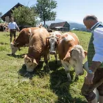 Hotel-gasthof Deixelberger Отель 3*
