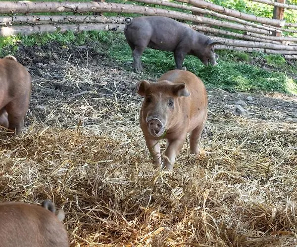 Hotel-gasthof Deixelberger Hotel Wolfsberg